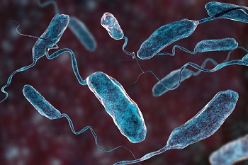 bacille cholera