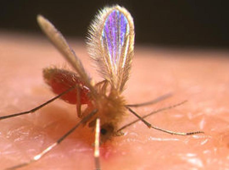Phlebotominae (sandflies) are the primary vectors of leishmaniasis