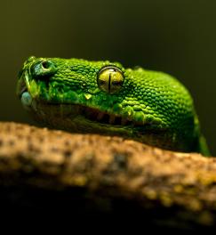 Le serpent vert venimeux