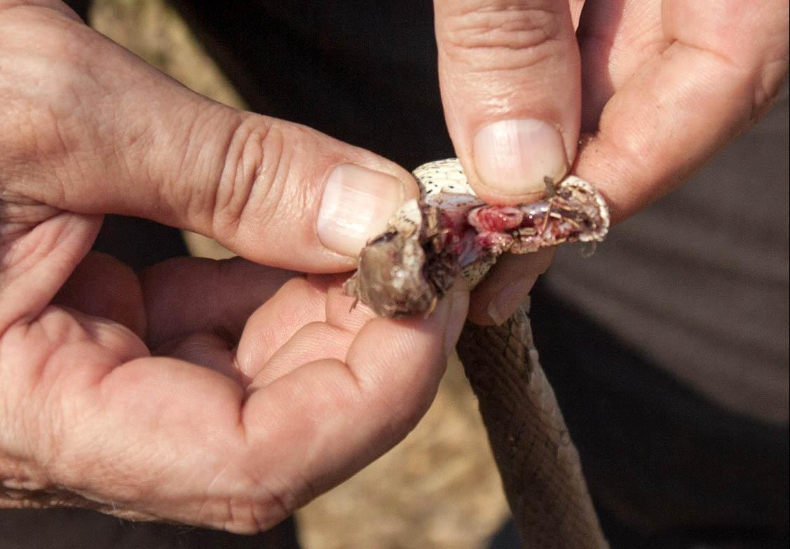 Extraction du venin de serpent